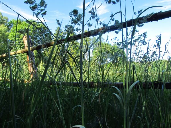 Na działkach w Borsku