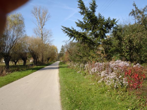 Droga przez wieś do lasu