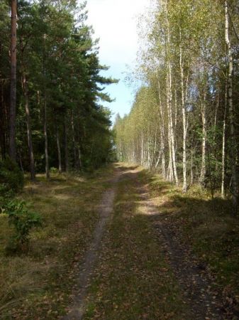 Droga przez lasy do Skorcza