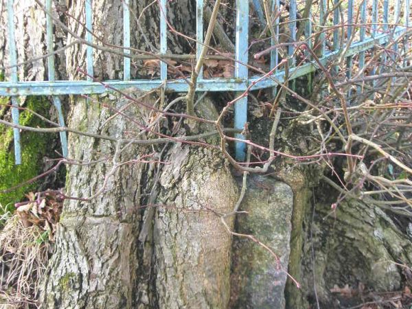 Ogrodzenie wokół pałacu