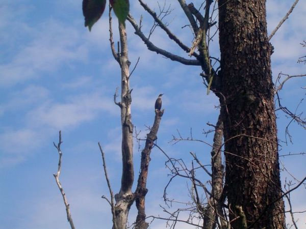 Jez. Bachotek."Wyspa Skarbów".Żyją tu także kormorany.