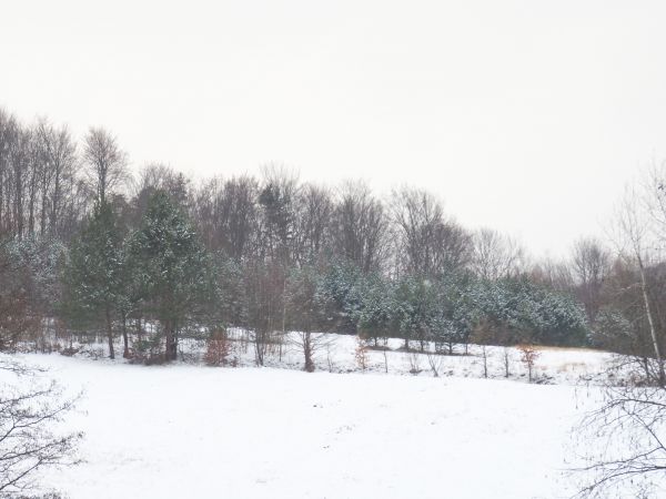 łagodne wzgórza pokryte zagajnikiem - tu n/z po lewej od nowej drogi leśnej do m. Międzybrodzie, jest galeria - zapraszam.