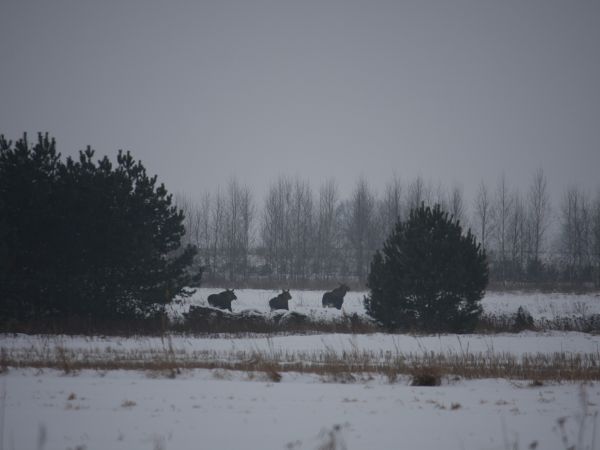 ,,KAMENECZYNA,,-łosie