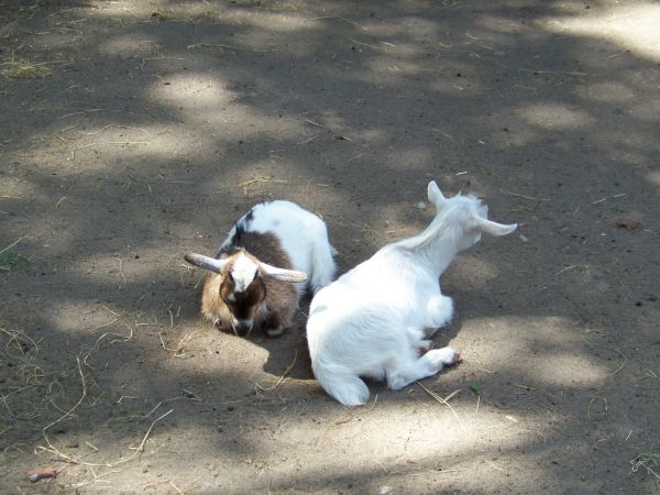 Smutna dola kozich dzieciaków