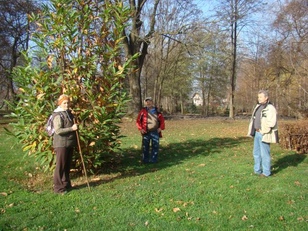 w parku dworskim, obok rekonstruowanego stawu - woda spuszczona, dno czyszczone, wyspa odnawiana  /bo jak kaczki jaja będą wysiadywać to na wyspie, żeby lis nie