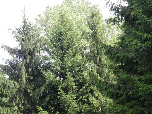 Stary park i dworek szlachecki. Nie zamieszkały i zaniedbany . Na szczęście władze Gminy zabezpieczyły budowlę nowymi dachami i rynnami oraz  zabezpieczeniem ot