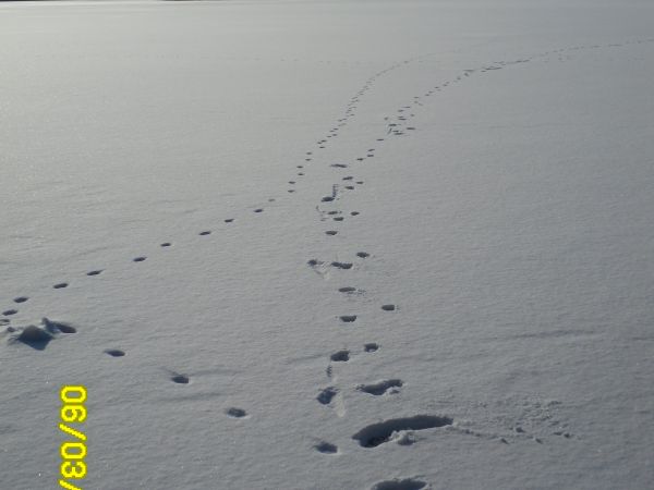 Jezioro Krzywa Kuta zimą