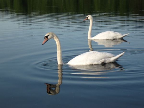 łabędzie są cały rok