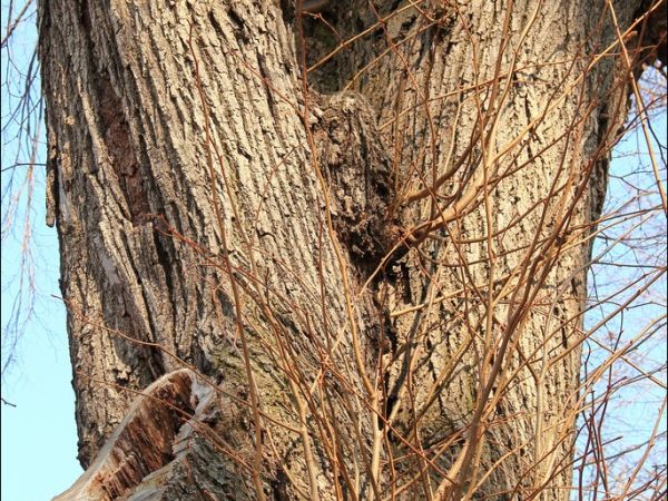 Drewniany, nieużytkowany kościół pw. św. Andrzeja Boboli w Krzeczowicach - (zbudowany ok. 1770 r.), dawna cerkiew parafialna pw. św. Mikołaja .