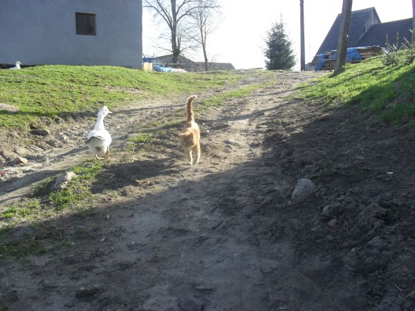 Spacerek na drodze wewnętrznej gminnej - zgodnie z przepisami o ruchu drogowym