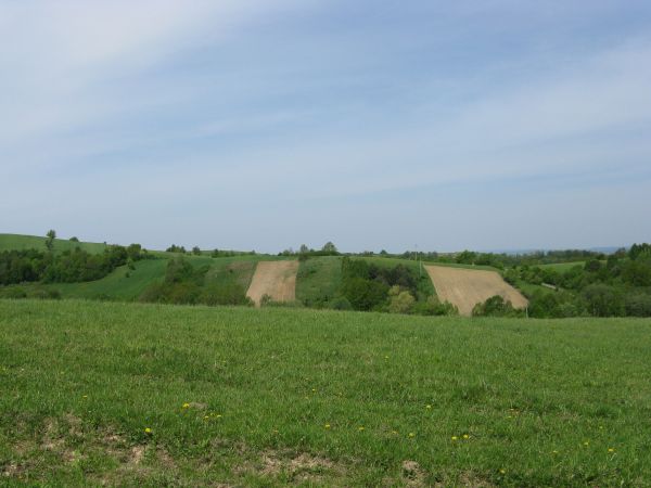 sianice - bo koszone na siano pozyskiwano i skotnice - tam wypasano: bydło, owce, kozy, konie no i obrabiane zagony - a między nimi remizy śródpolne, tak bardzo