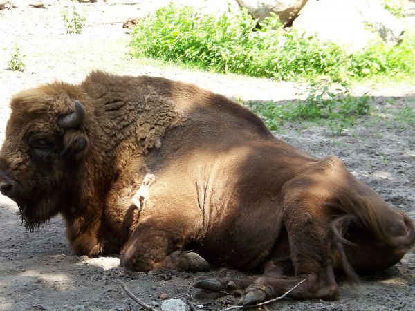 Władca puszczy w toruńskim  ogrodzie