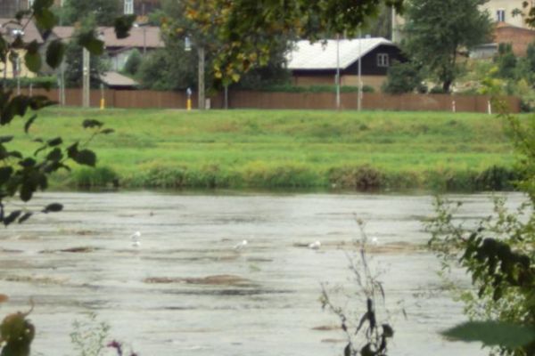 ptactwo wodne - w korycie rzeki San.