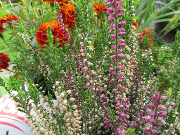 zdjecie Pietrzykowice