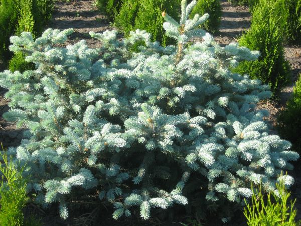 MAZURSKA SZKOLKA ROSLIN OZDOBNYCH W SADUNACH