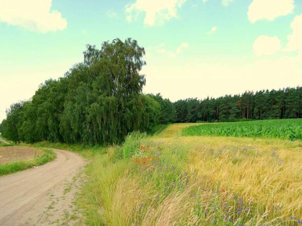 Polna droga z Andrzejewa do Waplewka latem.