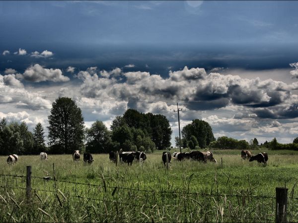 zdjecie Tyniewicze Duże