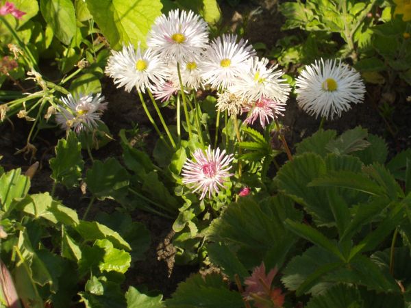 Popularna stokrotka.