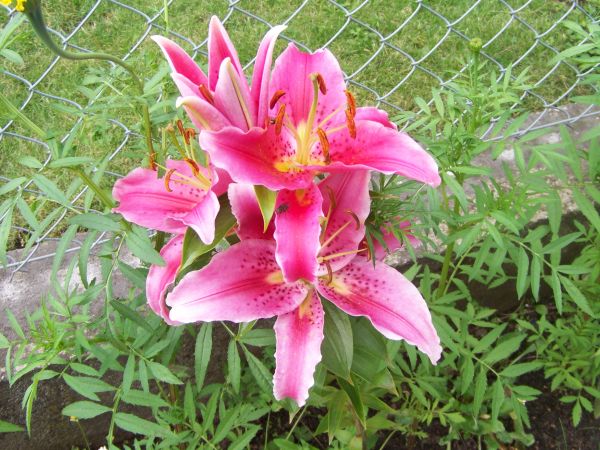 Lilia w całej krasie