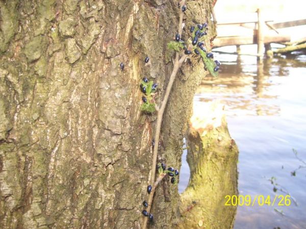 zdjecie Niedźwiedź