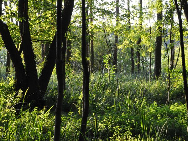 Wolsztyn, park nad jeziorem Wolsztyńskim.