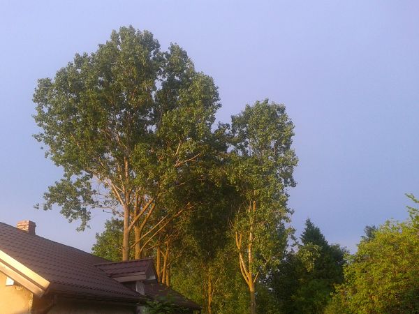 Zdjęcia Bagienice Duże