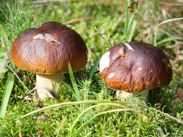 zdjecie Tyniewicze Duże