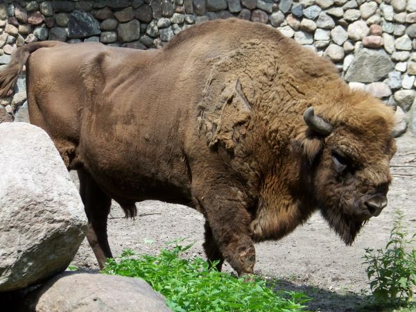 Żubr w całej okazałości