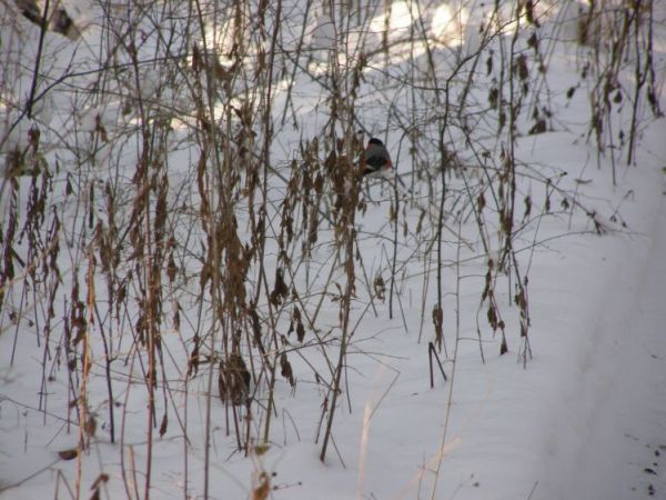 zdjecie Zalesie Górne