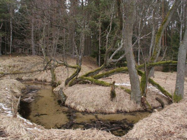 Iłowiec - marzec 2011