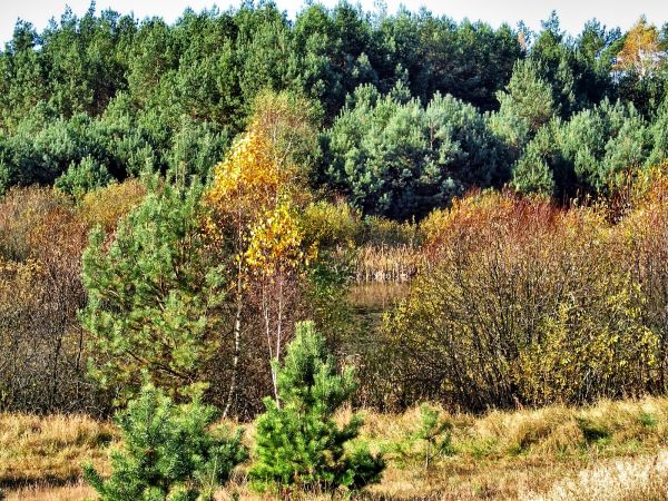 Zarośla nad stawkiem w Lubikach Małych