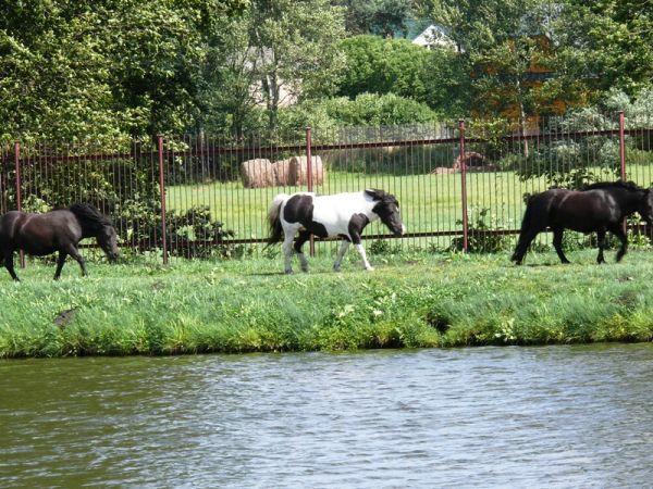 Kuce szetlandzkie w Ośrodku Rekreacyjnym Malibu w Krężnicy Jarej