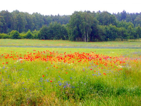 Włosieńskie łąki w makach od strony stacji kolejowej - Batowice Lubańskie.