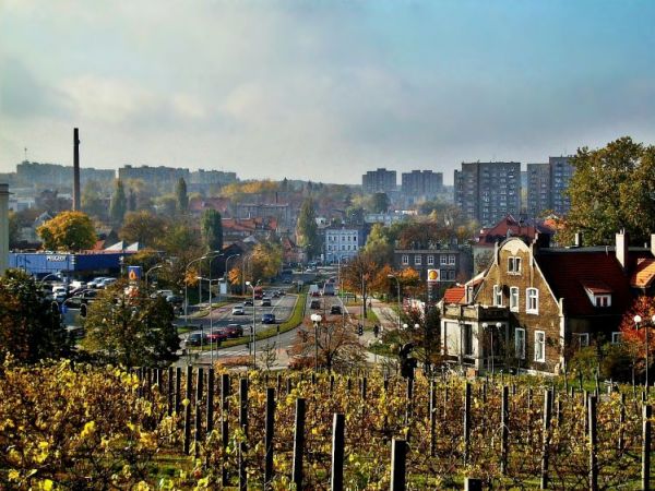 Widok sprzed palmiarni na miasto