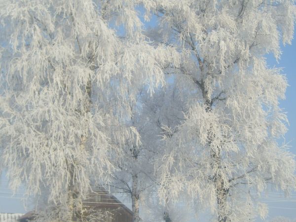 Uroki zimy we wsi 2009