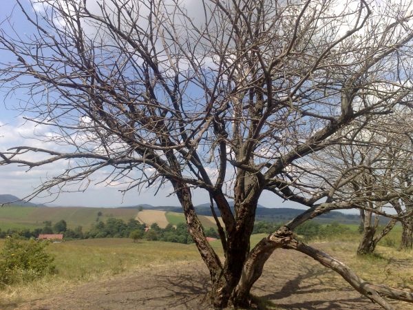 Gdzieś na łąkach Rybnicy Leśnej