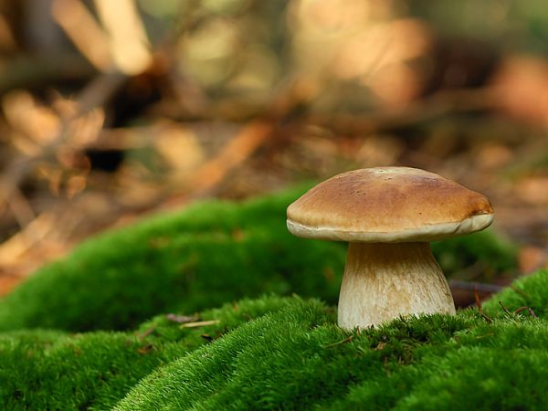 Borowik - Nowosiółki - Mikoflora