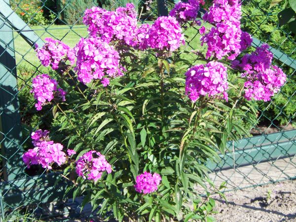 Krzak floksów - duma właścicielki domku wypoczynkowego