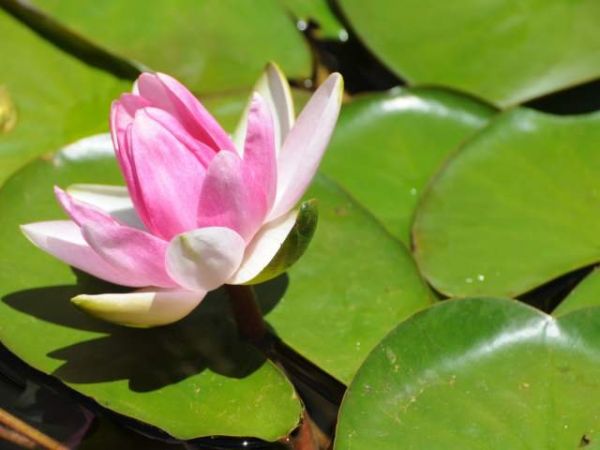 Jezioro okolice Drewna