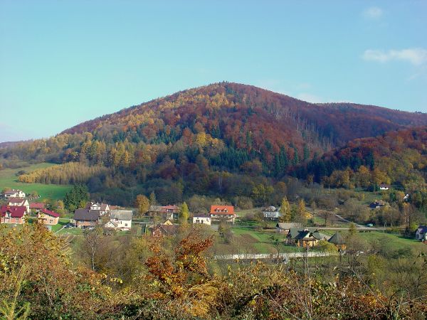 Łosie  jesień 2009