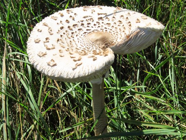 Dorodne kanie, w mieście, na polanie