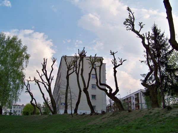 Oś. Musiała.
Czy można tak kaleczyć drzewa?