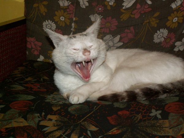 Kto powiedział, że kot nie może być wilkołakiem???