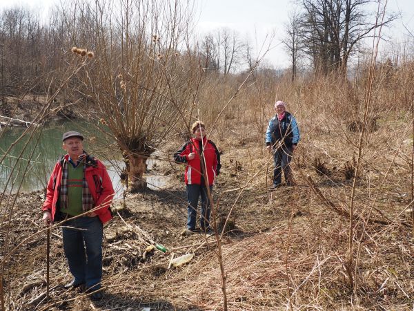 o obecności bobrów w terenie świadczą rozlewiska, ślady żerowania, powalone drzewa a także wykopane kanały, którymi zwierzęta transportują gałęzie do swojej sie