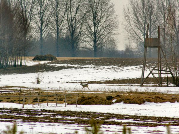 zdjecie Tyniewicze Duże