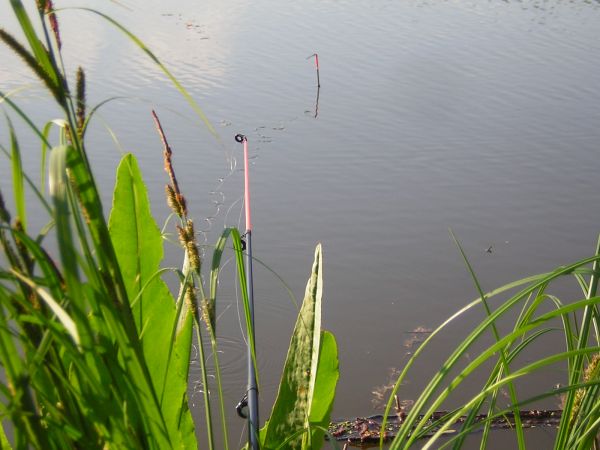 zdjecie Sulechów