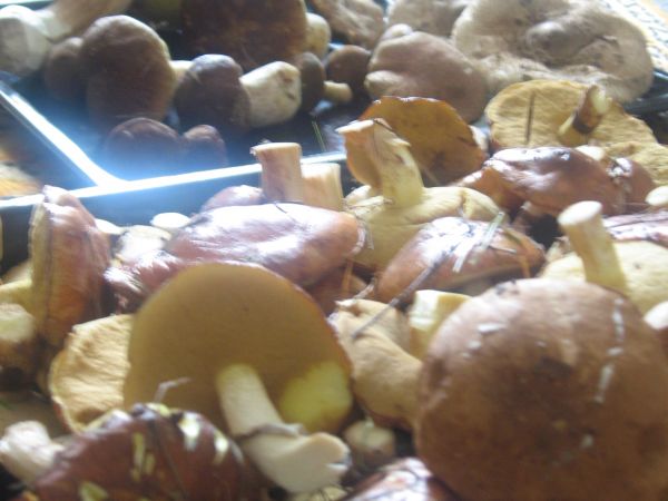 ...a w pobliskim lesie...