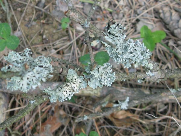liczne leśne szlaki zrywkowe, na których kałuże - koleiny nigdy nie wysychają, skutkują m.in. tym, że bliskie ich sąsiedztwo obfituje w trawertyny - tj. na rośl