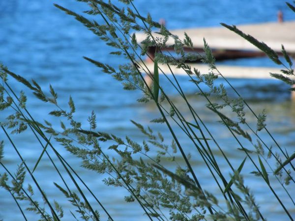 Trawa i w tle pomost na jeziorze