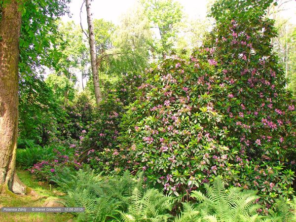 Polanica-Zdrój Park Różanecznikowy